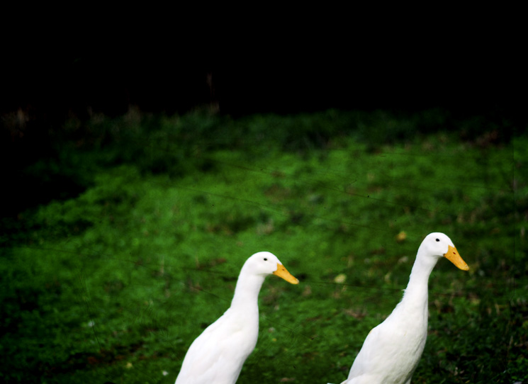 THE TWO OF US