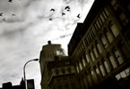 FLOCK