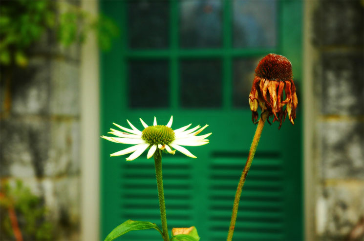 DICHOTOMY OF THE ONE AND THE MANY