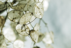 TAPESTRY OF THE DELICATE