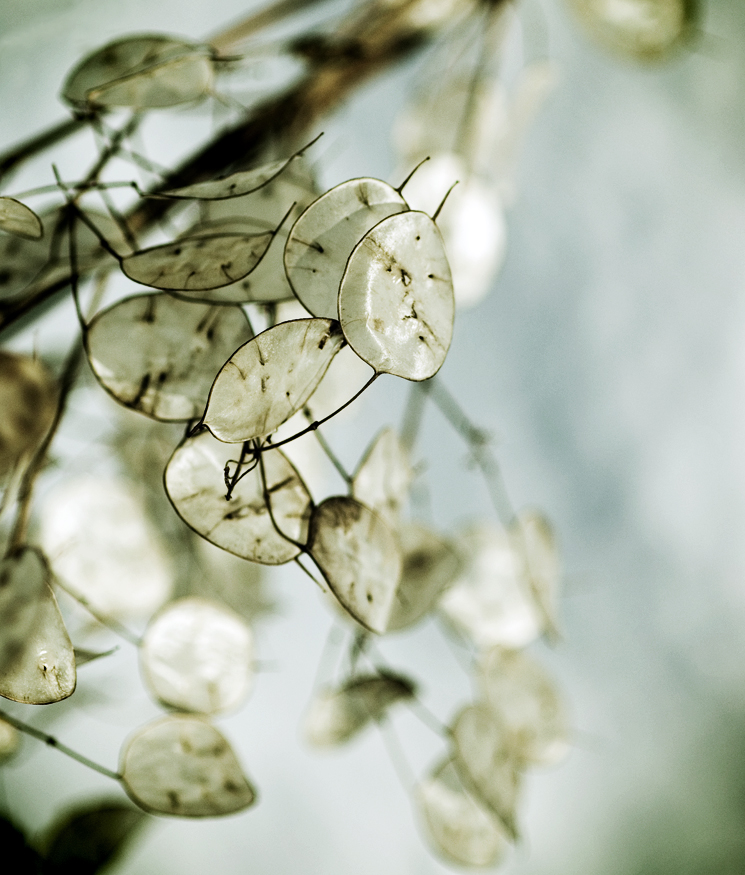 TAPESTRY OF THE DELICATE