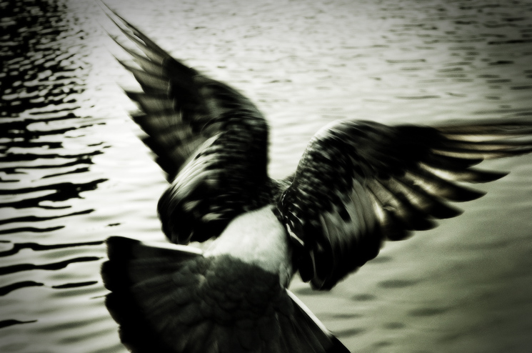 A BIRD NAMED RE-LOO