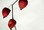 CHINESE LANTERNS #2
