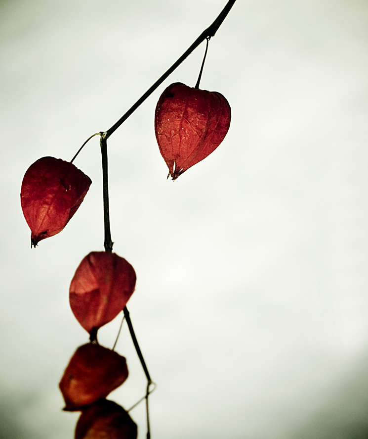 CHINESE LANTERNS #2