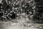 LINGERING BOUGH