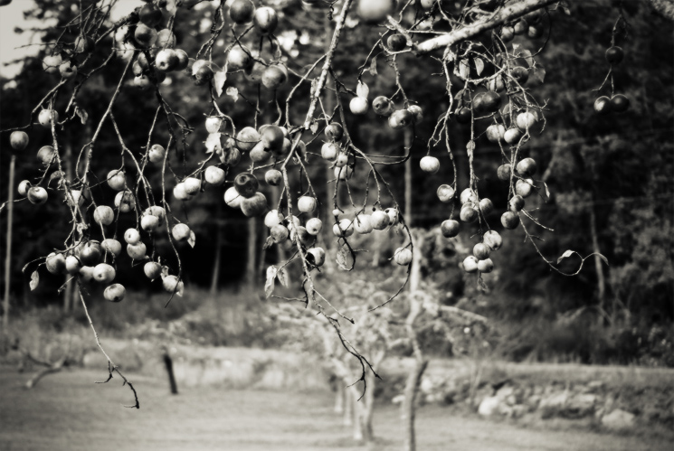 LINGERING BOUGH
