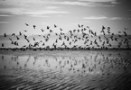 MOCKINGBIRD SONG