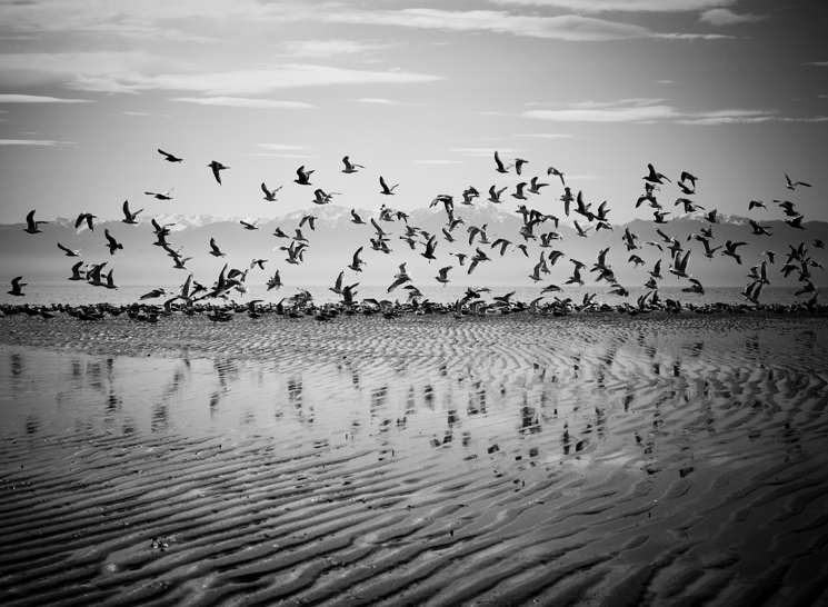 MOCKINGBIRD SONG