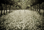 FIELD OF DREAMS