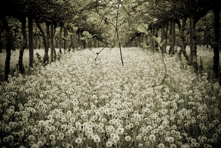 FIELD OF DREAMS