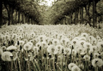 FIELD OF DREAMS: DETAIL