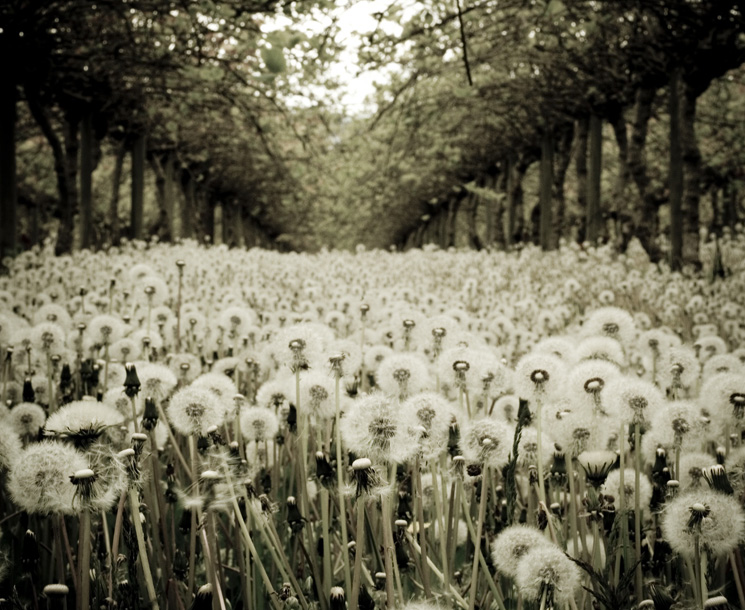 FIELD OF DREAMS: DETAIL