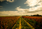 AUTUMN PASSING